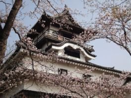 咲き誇る桜と犬山城の景色を見ることができる