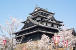 松江城山公園の桜