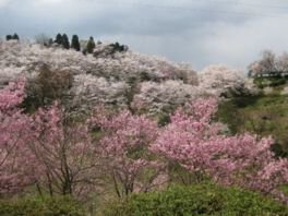 公園一面に咲き誇る桜