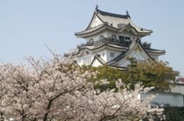 岸和田城周辺の桜