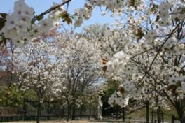満開を迎える敷地内の桜
