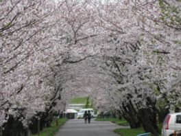 岩脇さくらづつみ公園の桜