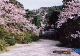 陶山神社の桜