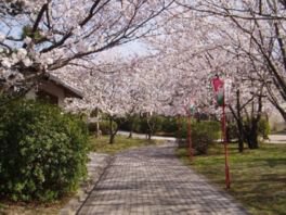 名和公園の桜
