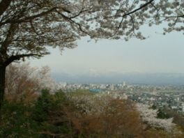呉羽山公園の桜