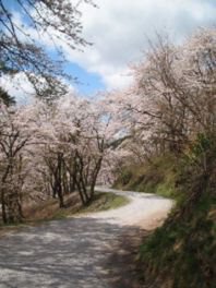 八乙女公園の桜
