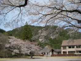 愛知県民の森の桜