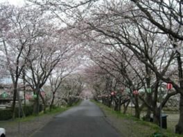 河原町旧堤防の桜