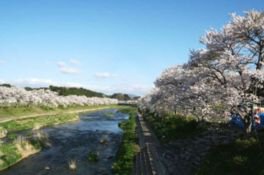 春の訪れを喜ぶかのように、夏井川両岸の桜がいっせいに咲き誇る