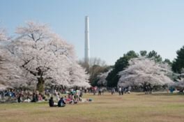 都立光が丘公園の桜