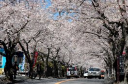 見事に咲き誇る桜のトンネルが楽しめる