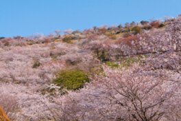1万本の桜が満開になる光景は圧巻のひと言