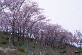 万寿山公園
