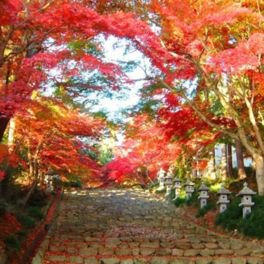 胡宮神社の紅葉