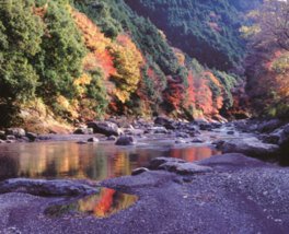 福士川渓谷の紅葉