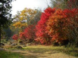 矢野温泉公園 四季の里 もみじ谷園の紅葉