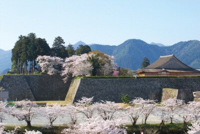 篠山城跡・王地山公園の桜
