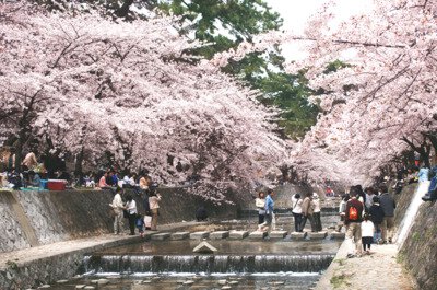 夙川河川敷緑地(夙川公園)の桜