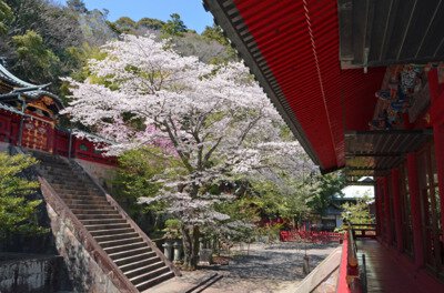 静岡浅間神社の桜