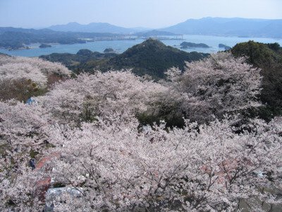 大山公園の桜(長崎県)