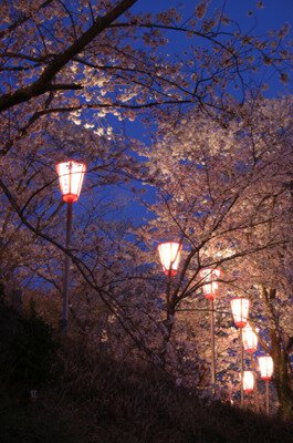 とけん山公園の桜