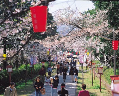 橘公園(橘神社)の桜