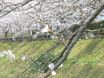 串間市総合運動公園の桜