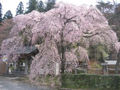 南湖公園・楽翁桜