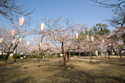 亀山公園の桜(大分県)