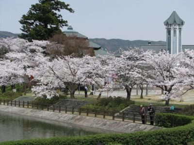 観月台公園の桜