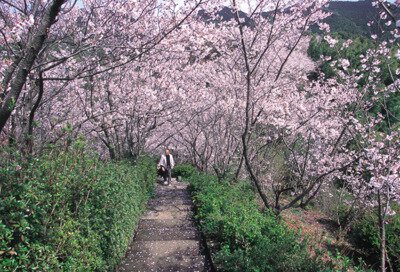 清水公園(清水山周辺)の桜
