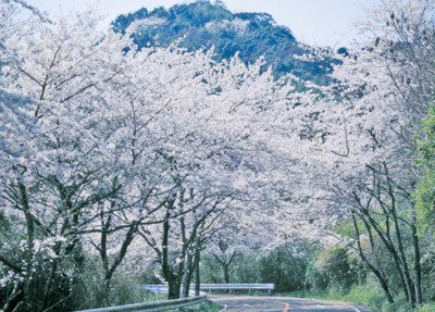 四王寺林道・岩屋城跡の桜