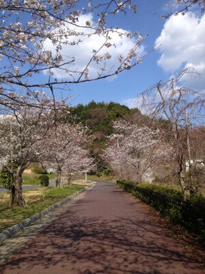 柳井ウェルネスパークの桜