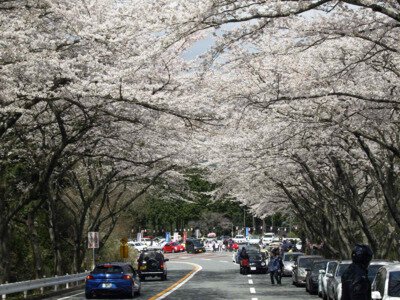 アネスト岩田 ターンパイク箱根 御所の入駐車場付近の桜
