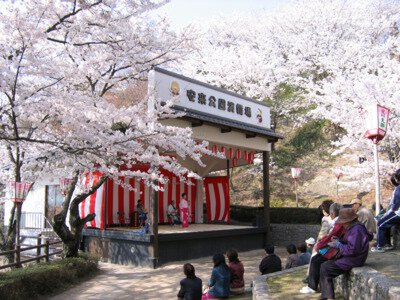 安来公園の桜