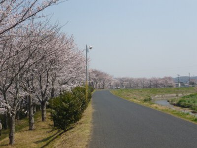 里見川周辺緑地の桜