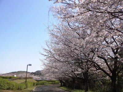 久留米サイクルファミリーパークの桜