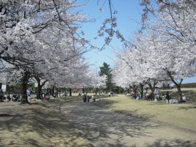 富山県常願寺川公園の桜