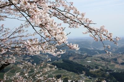 粟ヶ岳の桜