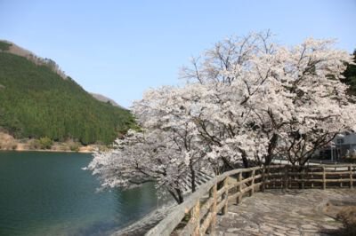 音水湖(引原ダム)周辺の桜