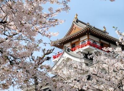 清洲城周辺の桜