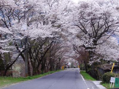 奥矢作湖畔桜並木