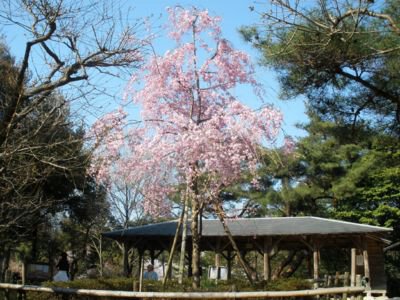 鴻ノ巣山の桜