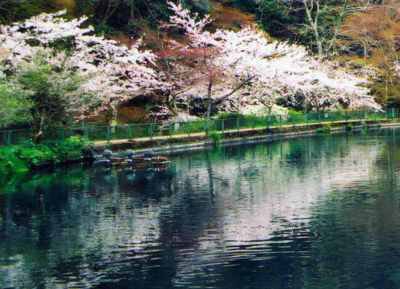 滋賀県醒井養鱒場の桜