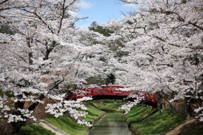 翠ヶ丘公園(須賀川)の桜
