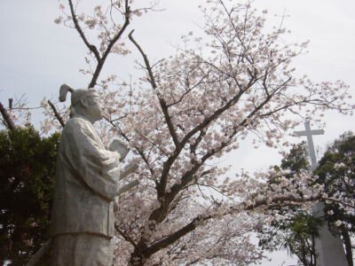 原城跡の桜