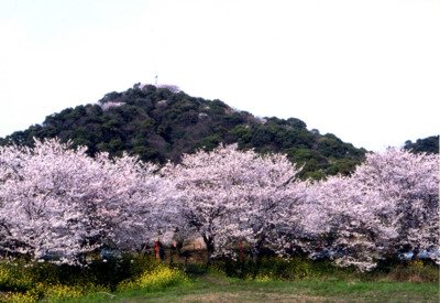 日の隈公園の桜