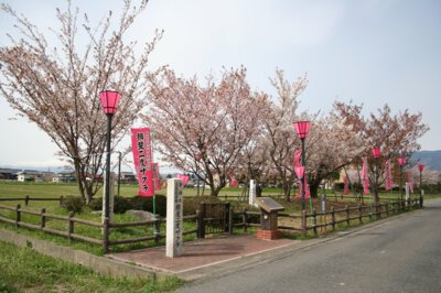 揖斐二度ザクラ公園の桜