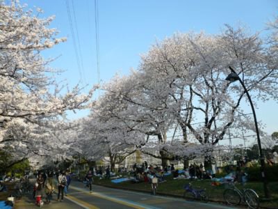 駒沢オリンピック公園の桜