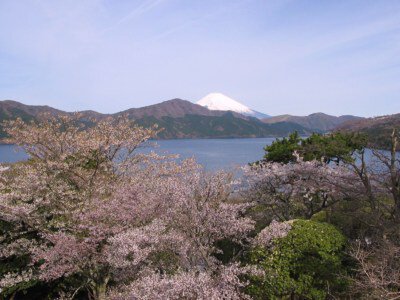恩賜箱根公園の桜